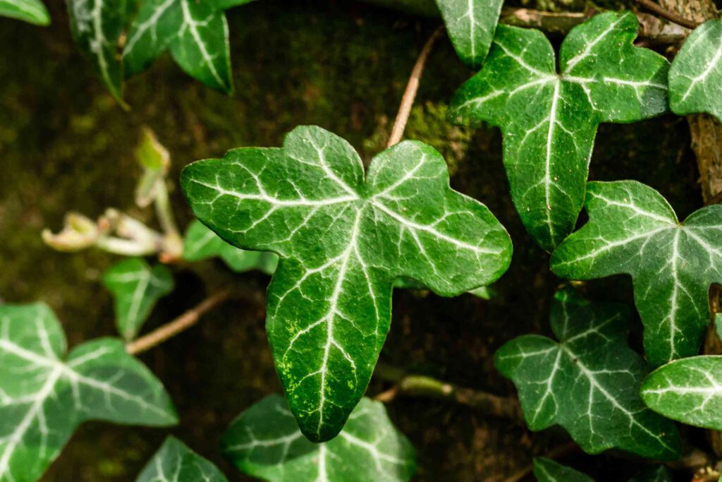 English Ivy