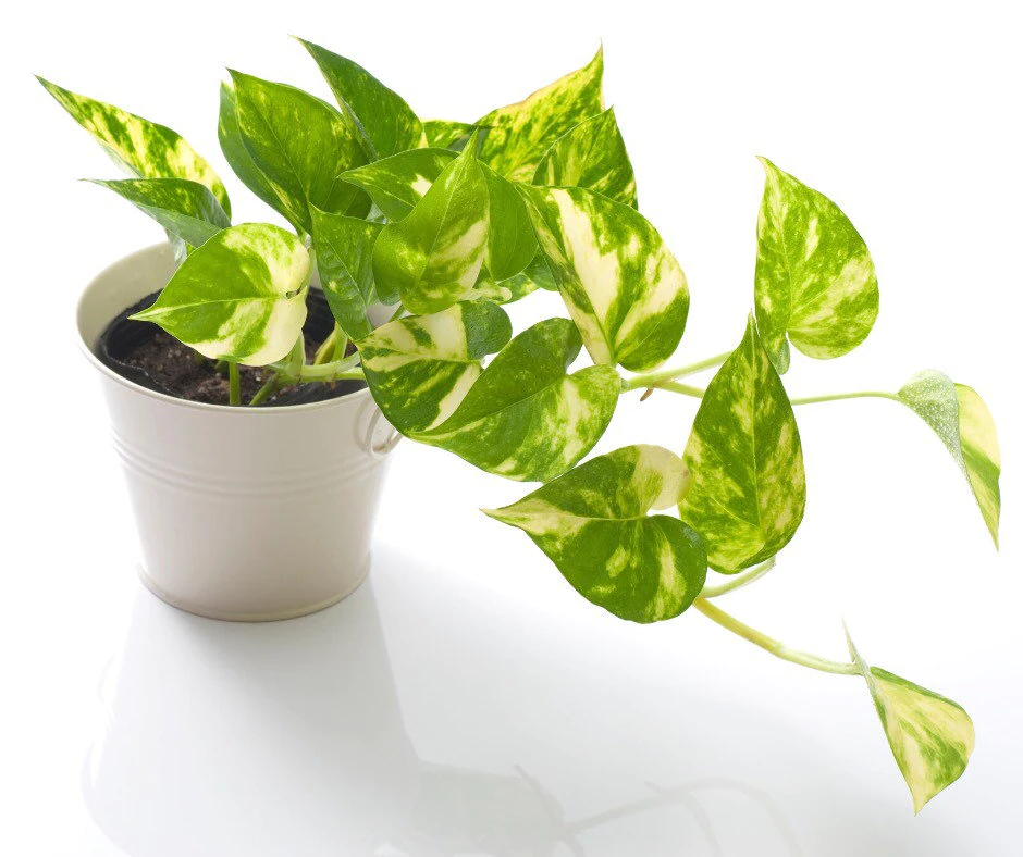 Golden Pothos