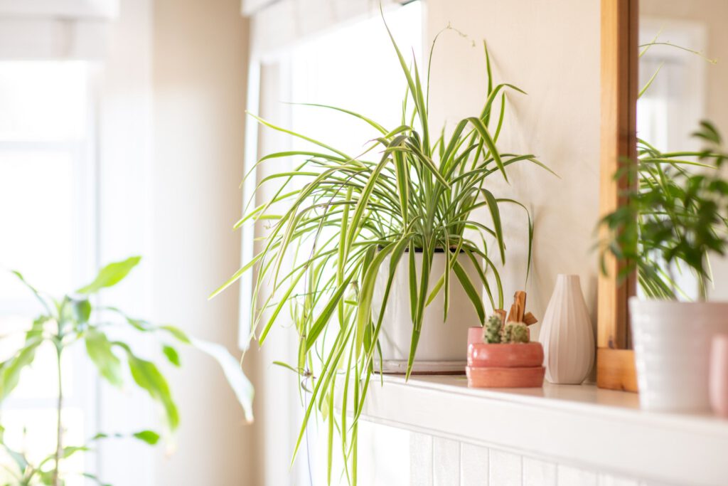 Spider Plant