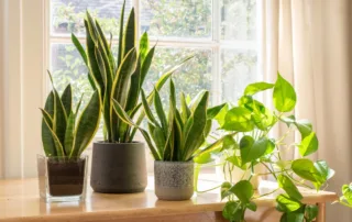 Common Home Plants