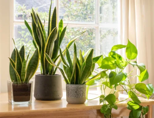 Air-Purifying Plants: Keep Those 10 in Your Home