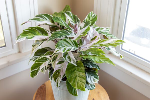 Calathea